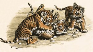 Petits Tigres