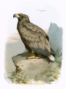 Aigle à queue blanche