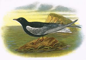 Sterne noire à ailes blanches