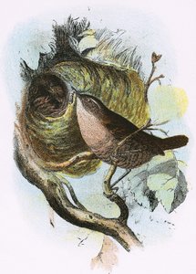 Troglodyte