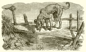 Le Chien et son ombre