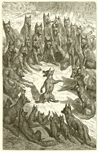 Le Renard sans queue