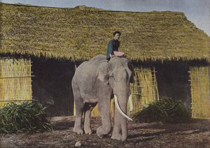 Éléphant au Travail