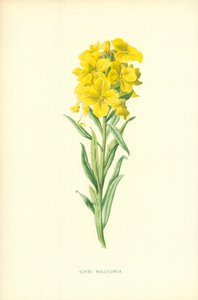 Giroflée des Alpes