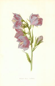Grande campanule