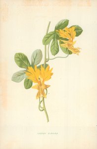 Fleur de canari