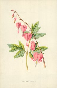 La fleur de lyre