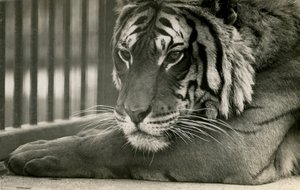 Tigre Sam au Zoo de Londres, 1925