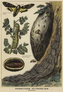 Insectes nuisibles : Sphinx tête de mort