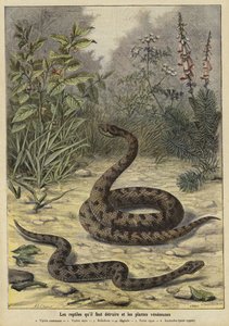 Serpents et plantes vénéneux