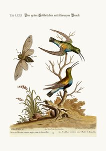 Le Colibri à ventre noir, 1749-73