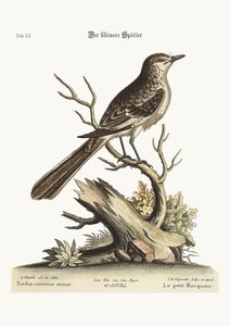 Le petit oiseau moqueur, 1749-73