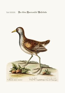 La petite poule d