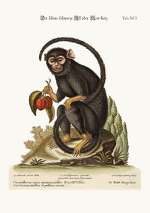 Le petit singe noir, 1749-73
