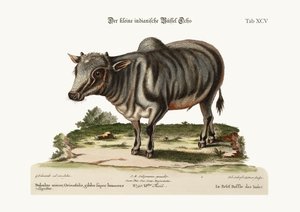Le petit buffle indien, 1749-73