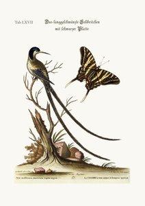 Le colibri à longue queue et à calotte noire, 1749-73