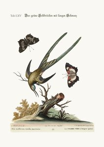 Le colibri à longue queue, 1749-73