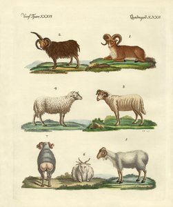 Différents types de moutons