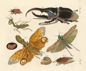 Étranges insectes