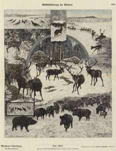 Nourrir la faune en hiver