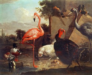Divers oiseaux