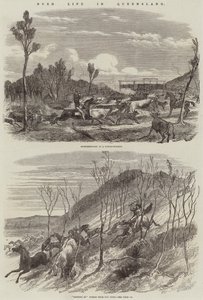 Vie de Brousse dans le Queensland
