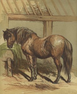 Charlie, le cheval