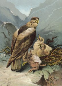 Aigle et ses petits