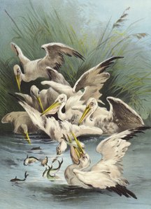 Pélicans se nourrissant