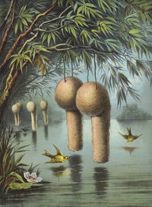 Le Moineau Baya