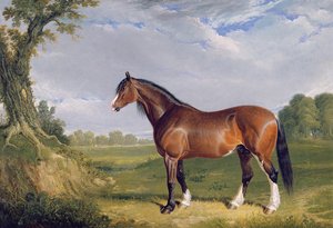 Un étalon Clydesdale, 1820