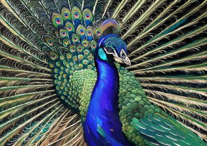 Animaux : Paon 1