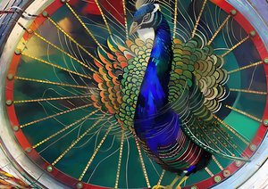 Animaux : Paon 3