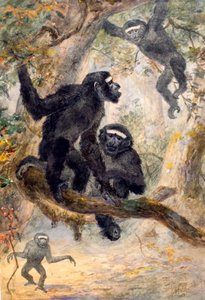 Gibbon Hoolock, 1869
