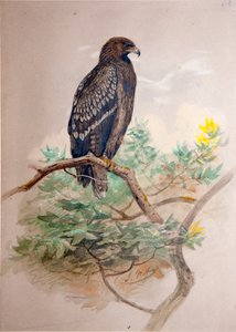 Aigle tacheté (Aquila clanga), 1856-67