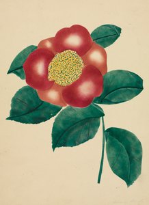 Fleur chinoise