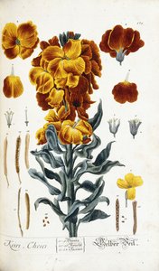 Giroflée