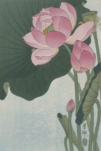 Fleurs de lotus en fleurs, 1920-30