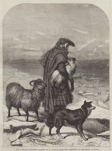 Le berger des Highlands