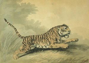 Une tigresse sautant vers la droite, 1807