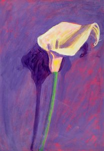 Arum Lily