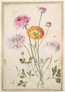 Étude de fleurs, vers 1760