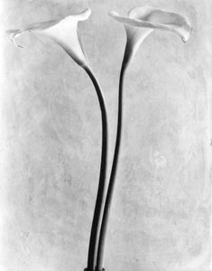 Arums, Mexico, 1925