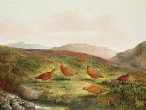 Grouse dans un paysage de lande