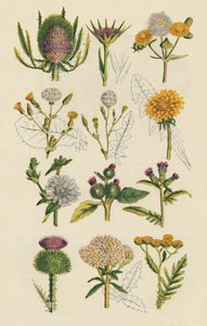 Variétés de fleurs sauvages britanniques