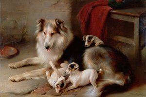 Un Colley avec des Chiots Fox Terrier, 1913