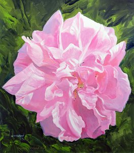 Rose victorienne