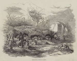 Images agricoles, agnelage