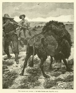 Une chasse aux bisons