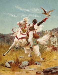 Chasse au faucon au Maroc
